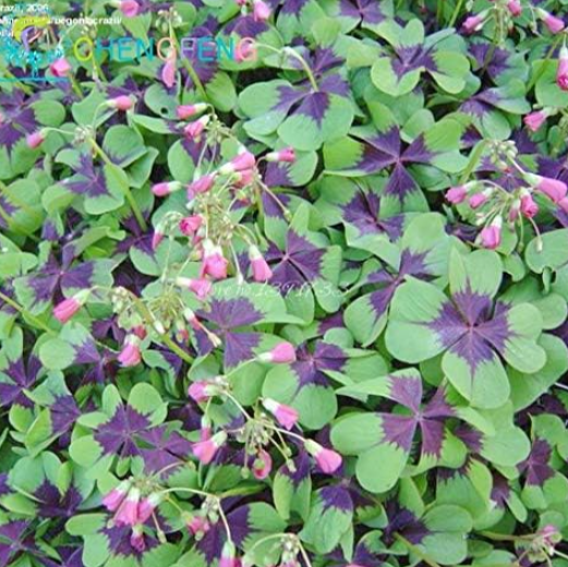 Rare Oxalis Versicolor Candy Cane Sorrel Seed (Color: 13)