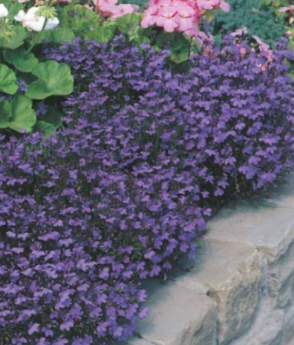 Rare Netherland Weigela Seeds Spilled Wine Mixed Colors Easy to Grow