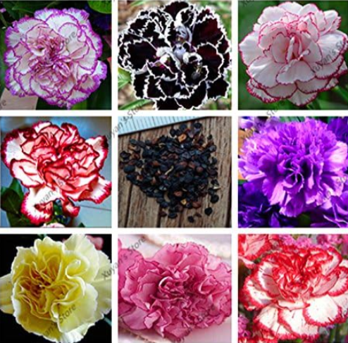 Carnation Perennial Flower Seeds Dianthus Caryophyllus Flower - (Color: Mix)