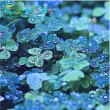 Rare Oxalis Versicolor Candy Cane Sorrel Seed (Color: 2)
