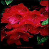 Rhododendron Azalea Seeds for Indoor & Outdoor