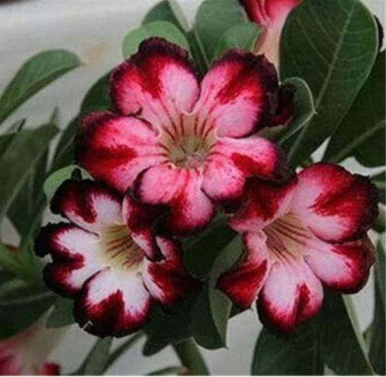 Real Adenium Obesum semillas - Seed Desert Rose Flower (Color: 7)
