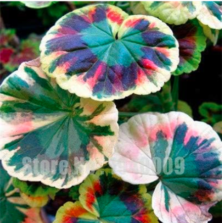 Rare Geranium Seeds, Zonal Geranium Perennial Flower (Color: 3)