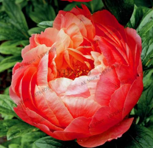 Rare Perennial Peony Flower Tree Seeds (Color: 1)