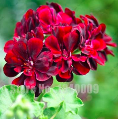 Rare Geranium Seeds, Zonal Geranium Perennial Flower (Color: 18)