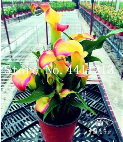 Calla Lily Seed Rhizome Zantedeschia Aethiopica (Color: 4)