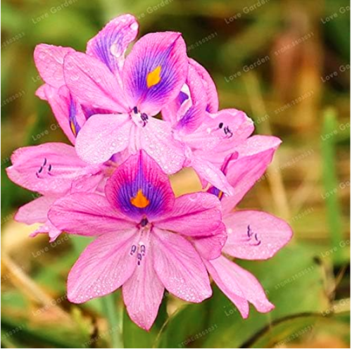 Water Hyacinth Plant Flower Seeds (Color: 4)