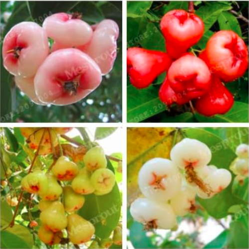 China Sanya Wax-Apple Seeds Tropical Fruits (Color: MIX)