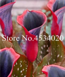 Calla Lily Seed Room Flowers Zantedeschia Aethiopica Seed (Color: 21)