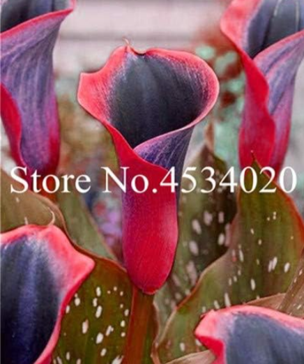 Calla Lily Seed Room Flowers Zantedeschia Aethiopica Seed (Color: 21)
