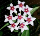 Hoya Seed Potted Flowers (Color: 8)