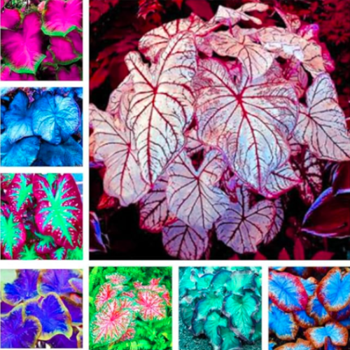 Caladium Plant Outdoor & Indoor Perennial Flower Seeds (Color: Mixed)