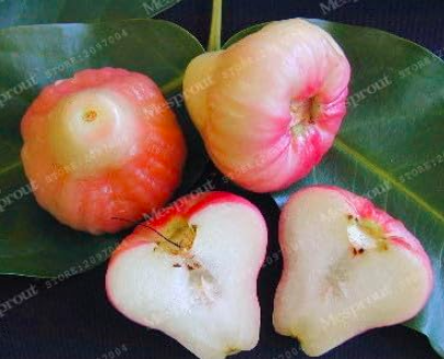 China Sanya Wax-Apple Seed Tropical Fruits - (Color: 6)