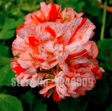 Rare Geranium Seeds, Zonal Geranium Perennial Flower (Color: 12)