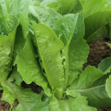 Little Gem Lettuce Seeds, Mini Romaine, Heat Tolerant, Semi-Head , Dark Green Crisp Leaves, Superior Quality