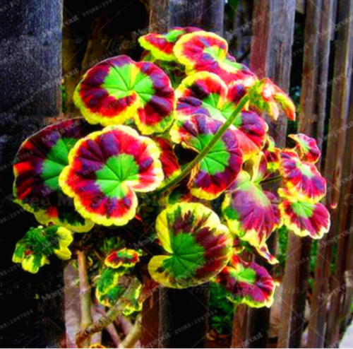 Geranium Seed Variegated Geranium Potted Winter Garden Flower (Color: 2)