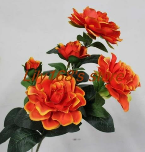 Gardenia Seed (Cape Jasmine) - Indoor Seed Family Garden (Color: A7)