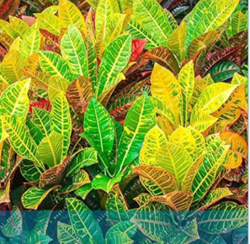 Leaf Croton Codiaeum Variegatum Seed Ornamental Indoor
