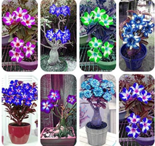 Blue Desert Rose Flower adenium obesum Seed (Color: Mixed)