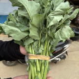 Lvyou No.10 Youcaitai Seeds, Hybrid Brassica Seeds, Serrated Leaves, Fast Growing, High Adaptability