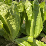 Little Gem Lettuce Seeds, Mini Romaine, Heat Tolerant, Semi-Head , Dark Green Crisp Leaves, Superior Quality