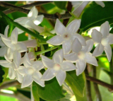 Jasmine Seeds Indoor Plants Perennial Flower