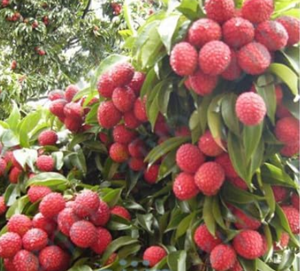 Lychee Seed Tropical Fruit Tree Plant Red and Yellow Litchi