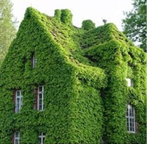 Rare selfclinging Vine Boston ivy Seeds StrongGrowing Climber