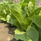 Little Gem Lettuce Seeds, Mini Romaine, Heat Tolerant, Semi-Head , Dark Green Crisp Leaves, Superior Quality
