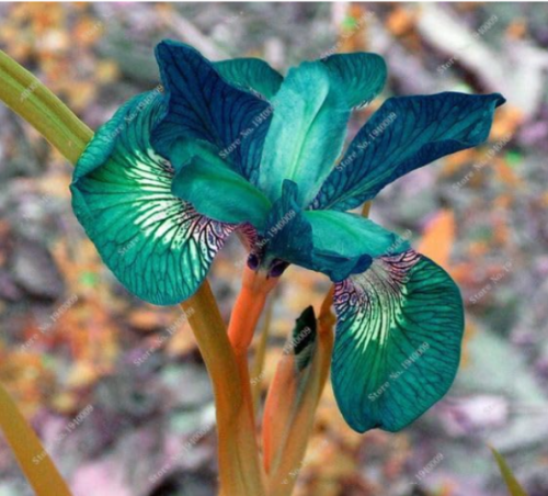Iris Flower Perennia Flower Garden Rare Flower (Color: 3)