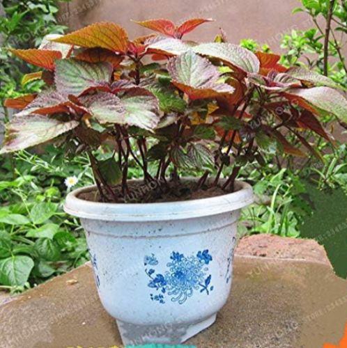 Perilla Frutescens Seed Aromatic Plants Purple Perilla