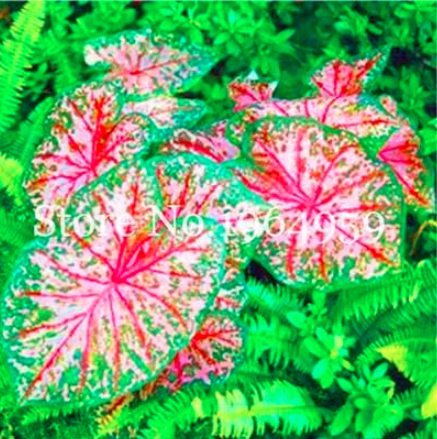 Rainbow Caladium Seeds Evergreen Herb - (Color: p)