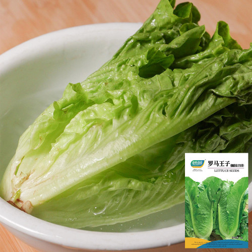 Little Gem Lettuce Seeds, Mini Romaine, Heat Tolerant, Semi-Head , Dark Green Crisp Leaves, Superior Quality