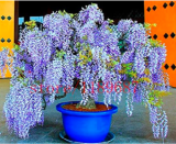 Wisteria Seed Blue Japanese Wisteria Fresh Viable Tree