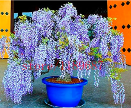 Wisteria Seed Blue Japanese Wisteria Fresh Viable Tree