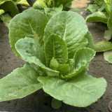 Little Gem Lettuce Seeds, Mini Romaine, Heat Tolerant, Semi-Head , Dark Green Crisp Leaves, Superior Quality