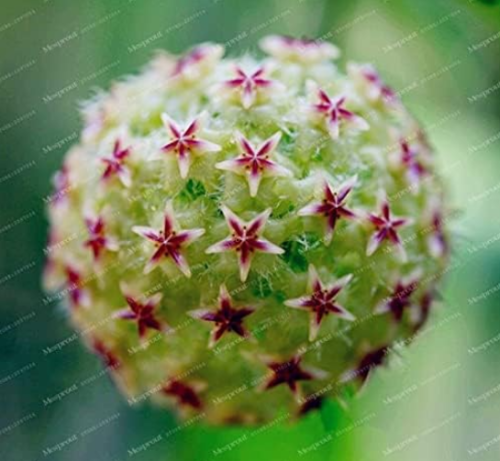 Hoya Seed Potted Flowers (Color: 15)