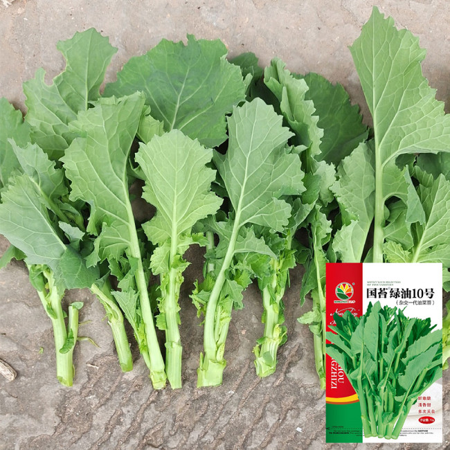 Lvyou No.10 Youcaitai Seeds, Hybrid Brassica Seeds, Serrated Leaves, Fast Growing, High Adaptability