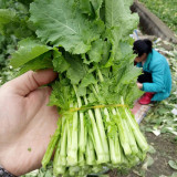 Lvyou No.10 Youcaitai Seeds, Hybrid Brassica Seeds, Serrated Leaves, Fast Growing, High Adaptability