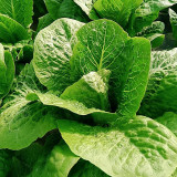 Little Gem Lettuce Seeds, Mini Romaine, Heat Tolerant, Semi-Head , Dark Green Crisp Leaves, Superior Quality