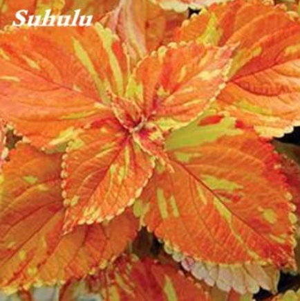 Coleus Seed Plant Potted (Color: 23)