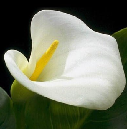 Calla Lily Seeds Can Radiation Absorption (Color: 6)