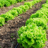 Xishuai Lollo Bionda Lettuce Seeds, Curly Leaf, Tender & Fast-Growing Salad Variety