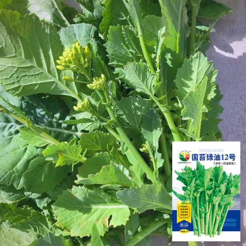 Lvyou No.12 Youcaitai Seeds, Hybrid Seeds, Heat-Tolerant, High-Yield, Open Field/Protected Cultivation