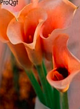 A Set Zantedeschia aethiopica Calla Lily Flower Bulb - (Color: 2)