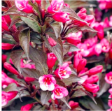 Beautiful Weigela Florida Flower Seeds (Color: 1)