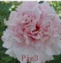 Chinese Peony Seeds Terrace Courtyard Garden Paeonia Suffruticosa (Color: 8)