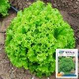 Xishuai Lollo Bionda Lettuce Seeds, Curly Leaf, Tender & Fast-Growing Salad Variety