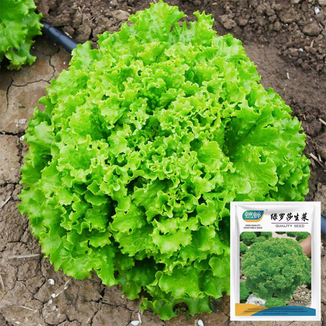 Xishuai Lollo Bionda Lettuce Seeds, Curly Leaf, Tender & Fast-Growing Salad Variety