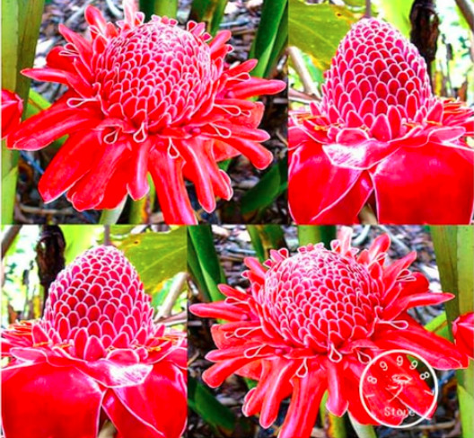 RED Torch Ginger Plant Flower Seed Perfect Houseplant